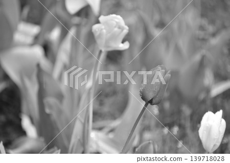 Black and white photos Black and white photos 139718028