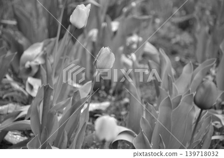 Black and white photos Black and white photos 139718032