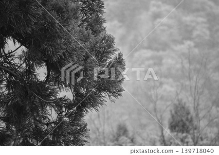 Black and white photos Black and white photos 139718040
