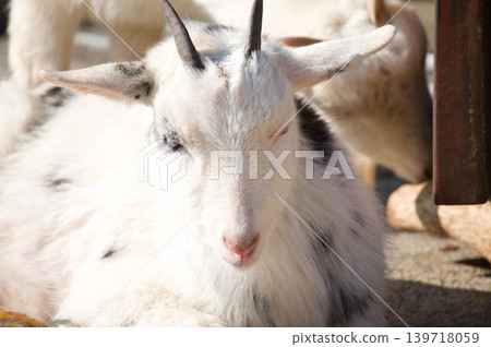 goat goat 139718059