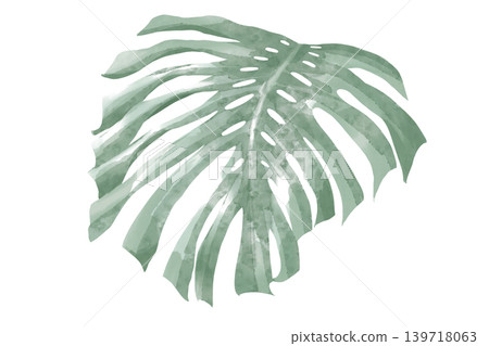 Watercolor-style illustration of a monstera leaf with many cuts and holes, sage green, transparent background. 139718063