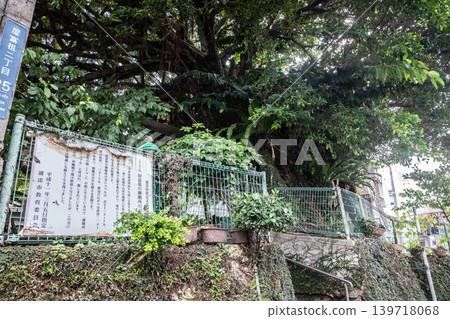 亞夫索祈禱場所的榕樹 亞夫索祈禱場所的榕樹 139718068