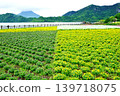 A collaboration of Lake Ikeda in spring and Mount Kaimon visible in the distance. 139718075