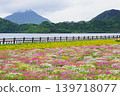 Enjoy the scenery of flower fields and Mount Kaimon together. 139718077