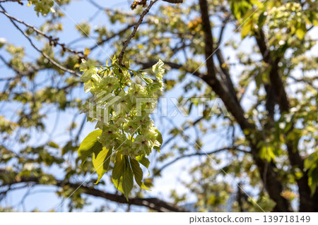 Cherry blossoms (Gyoiko variety) Cherry blossoms (Gyoiko variety) 139718149