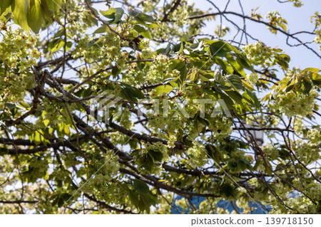 Cherry blossoms (Gyoiko variety) Cherry blossoms (Gyoiko variety) 139718150