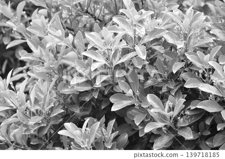 Black and white photos 139718185