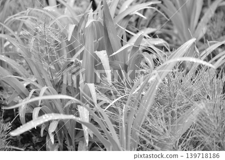 Black and white photos Black and white photos 139718186