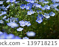 Cute nemophila flowers blooming at my feet 139718215
