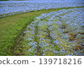 Natural scenery of a nemophila field 139718216