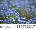 The beautiful nemophila flowers are in full bloom. 139718217