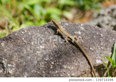 Japanese kana snake Japanese kana snake 139718394