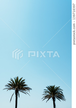 Palm trees shining in the blue sky Palm trees shining in the blue sky 139718397