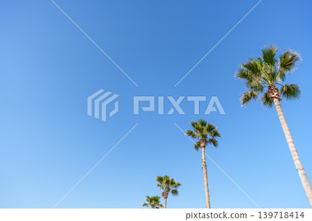 發光在藍天的棕櫚樹 發光在藍天的棕櫚樹 139718414