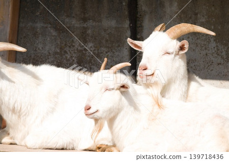 A smiling goat A smiling goat 139718436