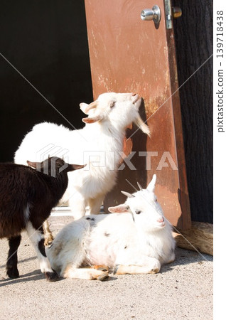 Goat Goat 139718438