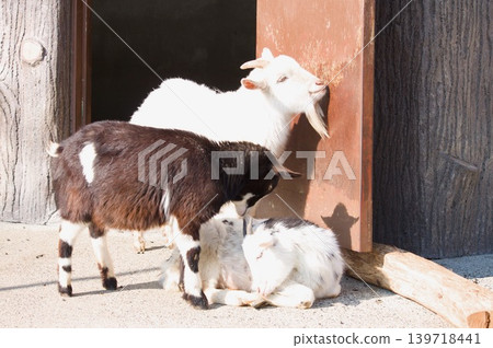Goat Goat 139718441