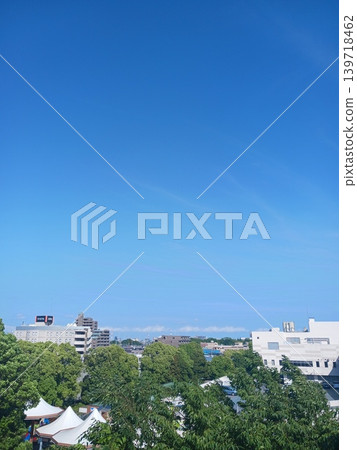 黃色的金雞菊盛開了。 139718462