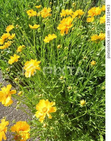 從高處俯瞰一片金雞菊花田。 139718463