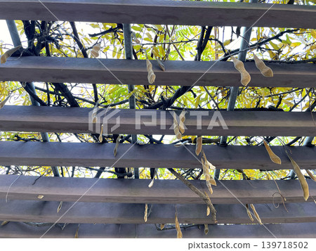 Hyacinth bean pods hanging from a wisteria trellis in a park in late autumn. 139718502