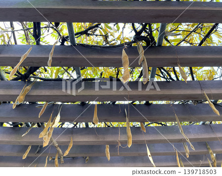 深秋時節,公園裡紫藤架上掛滿了風信子豆莢。 深秋時節,公園裡紫藤架上掛滿了風信子豆莢。 139718503