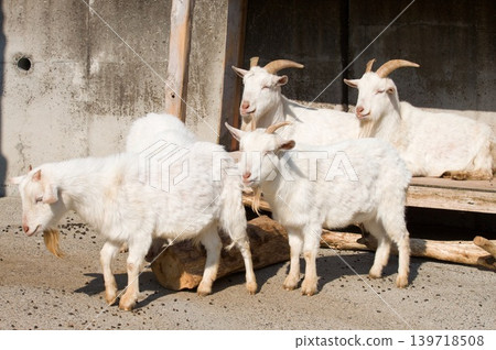 Goat Goat 139718508