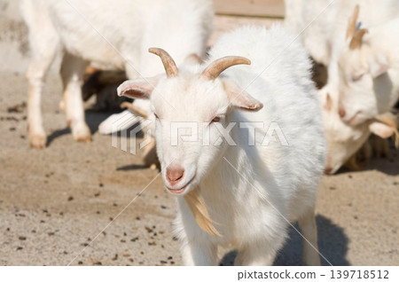 Goat Goat 139718512