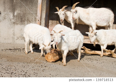 Goat Goat 139718513