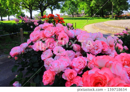 Roses blooming in the forest of the agricultural park (Tano, Amagasaki City) Roses blooming in the forest of the agricultural park (Tano, Amagasaki City) 139718634