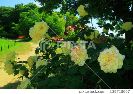 農業公園森林中盛開的玫瑰(尼崎市田野) 農業公園森林中盛開的玫瑰(尼崎市田野) 139718667