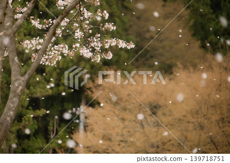 The petals of the fully bloomed cherry blossoms flutter beautifully in the wind. 139718751