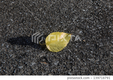 A piece of fallen leaves A piece of fallen leaves 139718791