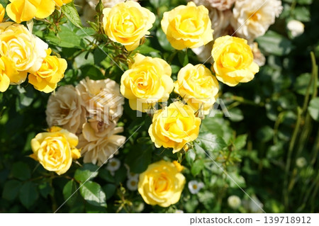 Rayon de Soleil Rayon de Soleil 139718912