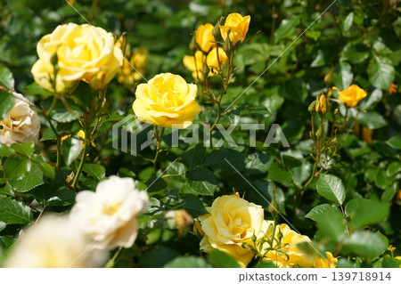 Rayon de Soleil Rayon de Soleil 139718914