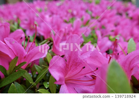 Pink Satsuki Pink Satsuki 139718924