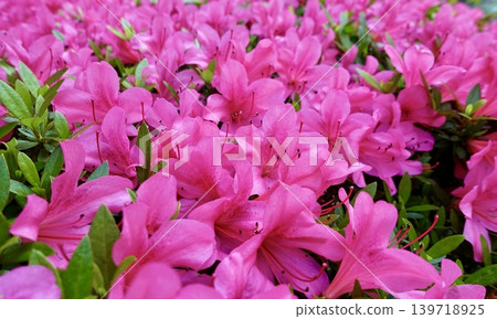 Pink Satsuki Pink Satsuki 139718925
