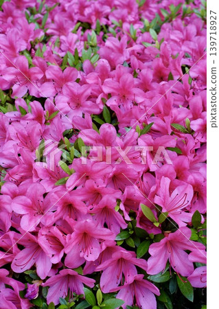 Pink Satsuki Pink Satsuki 139718927