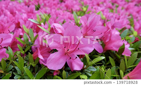 Pink Satsuki 139718928