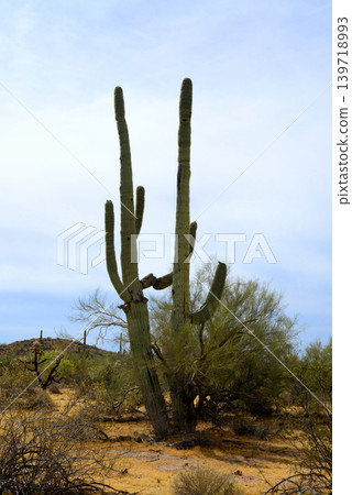 Old Saguaro Cactus Sonora desert Arizona Old Saguaro Cactus Sonora desert Arizona 139718993
