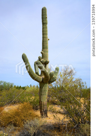 Old Saguaro Cactus Sonora desert Arizona 139718994