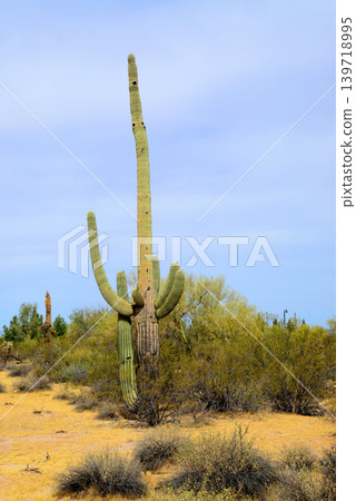 Old Saguaro Cactus Sonora desert Arizona Old Saguaro Cactus Sonora desert Arizona 139718995