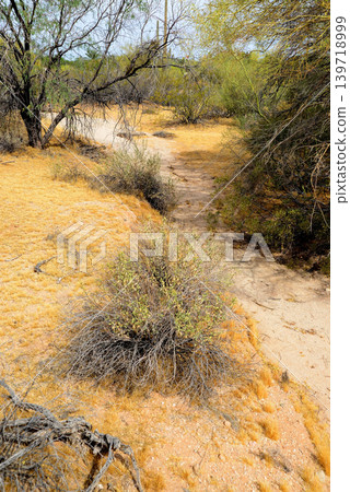 Arizona Desert Arroyo Arizona Desert Arroyo 139718999