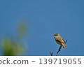 Colorful summer birds and other migratory birds of Japan that sing and fly 139719055