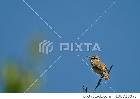 Colorful summer birds and other migratory birds of Japan that sing and fly 139719055