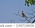 Colorful summer birds and other migratory birds of Japan that sing and fly 139719056