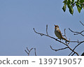Colorful summer birds and other migratory birds of Japan that sing and fly 139719057