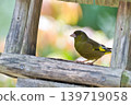 Colorful summer birds and other migratory birds of Japan that sing and fly 139719058