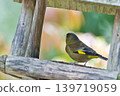 Colorful summer birds and other migratory birds of Japan that sing and fly 139719059