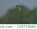 Colorful summer birds and other migratory birds of Japan that sing and fly 139719060