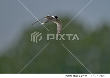 Colorful summer birds and other migratory birds of Japan that sing and fly 139719060